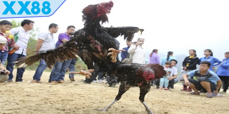 đá gà cựa dao